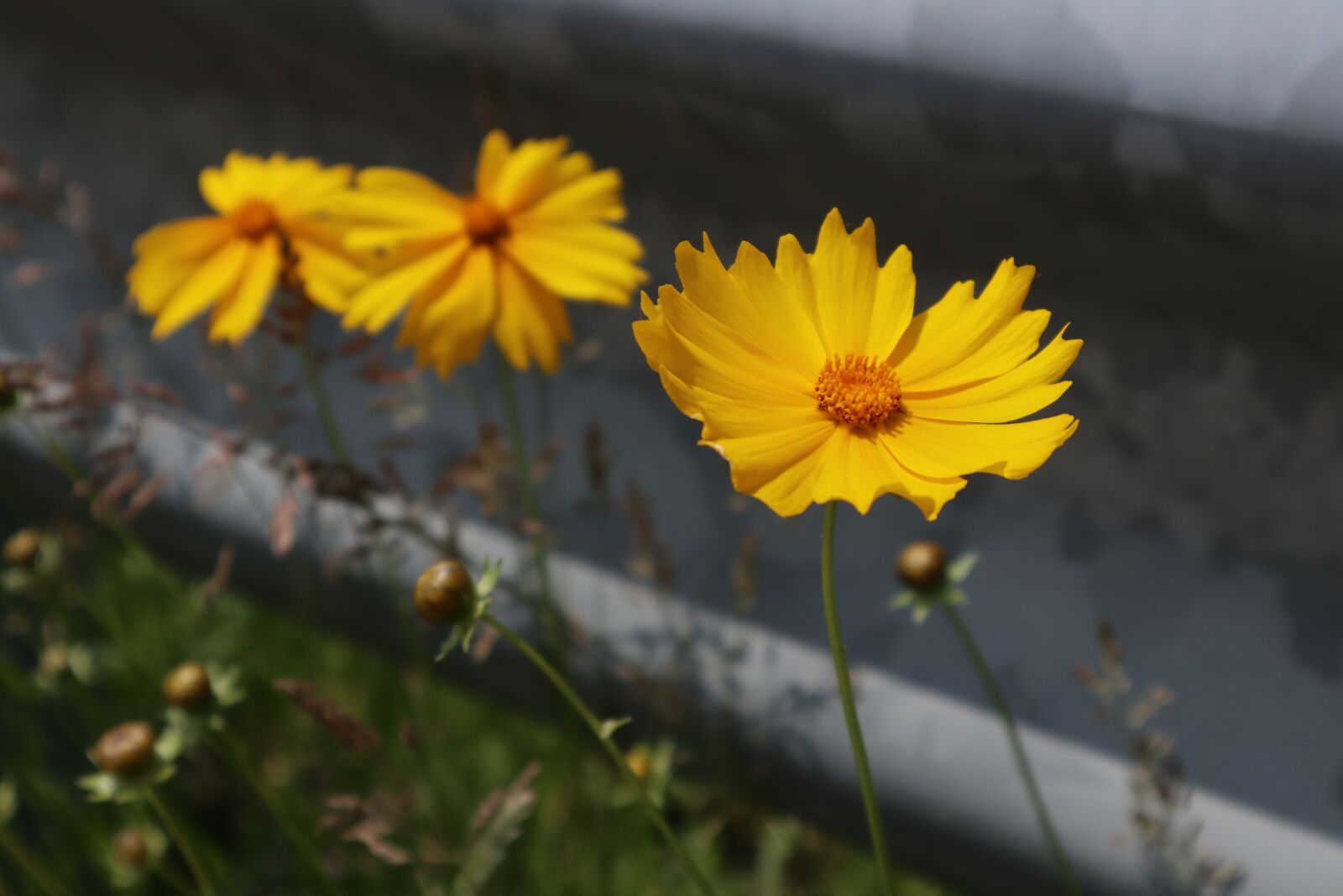 Canon EOS M100 + Canon EF-M 15-45mm F3.5-6.3 IS STM sample photo. Flowers, yellow, flower photography