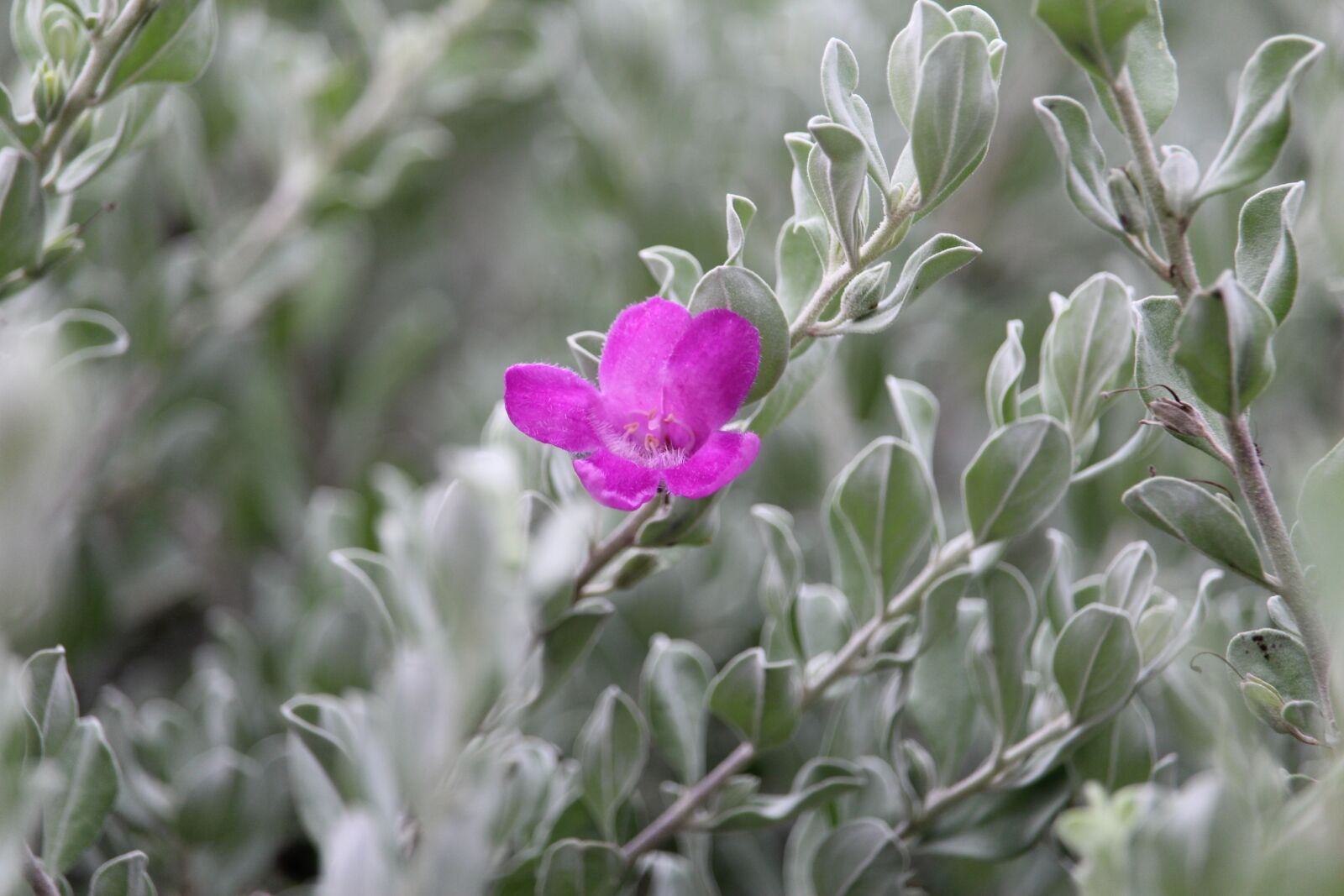 Canon EF-S 55-250mm F4-5.6 IS STM sample photo. Pink, flowers, flower garden photography