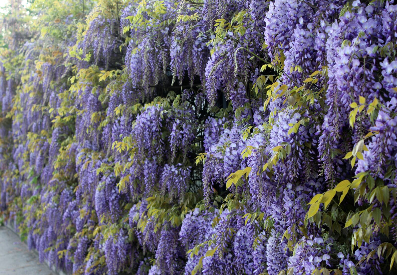Canon EOS 650D (EOS Rebel T4i / EOS Kiss X6i) sample photo. Blue rain, wisteria, climbing photography