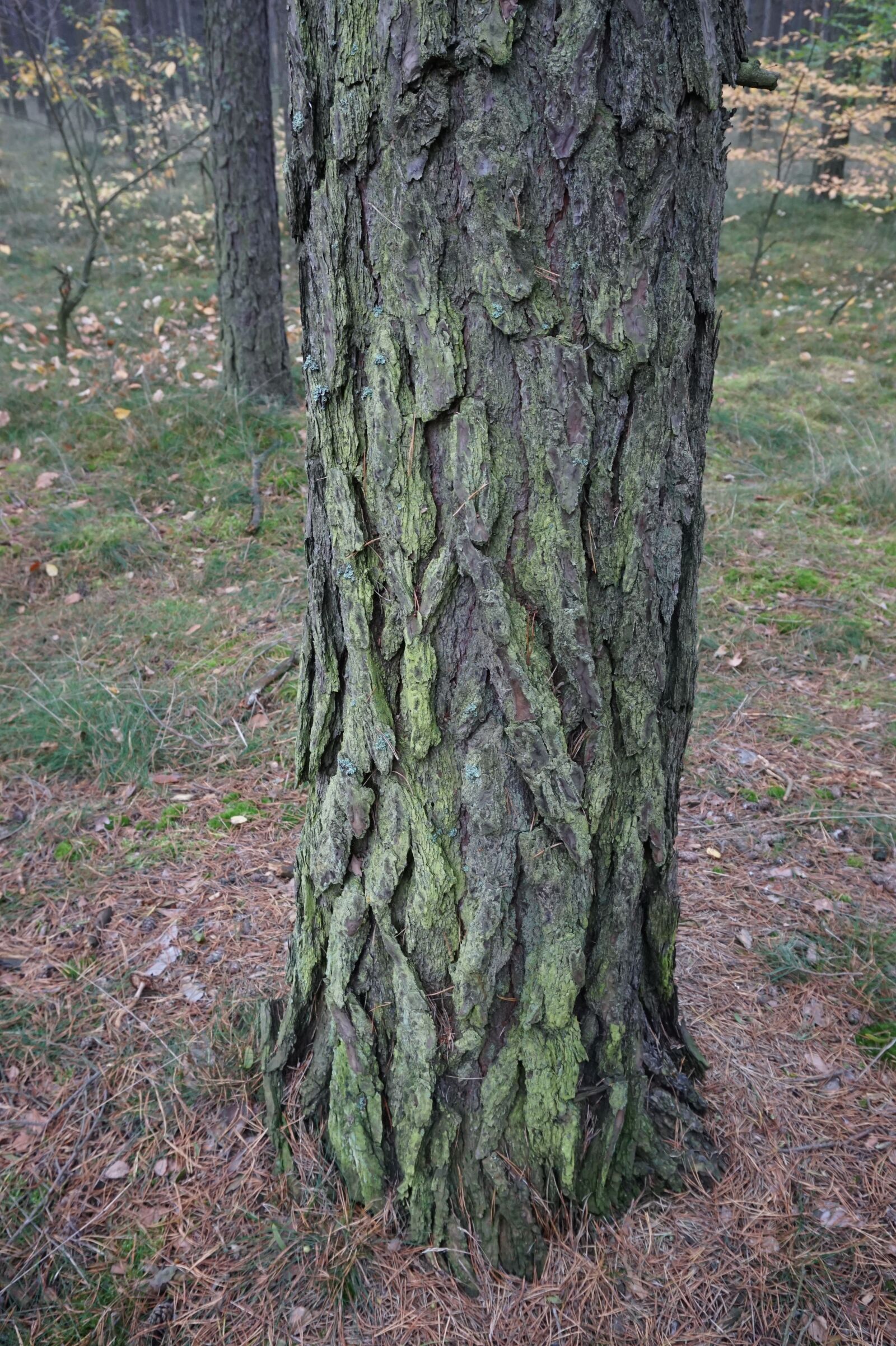 Sony Alpha a5000 (ILCE 5000) sample photo. Pine, the bark, tree photography