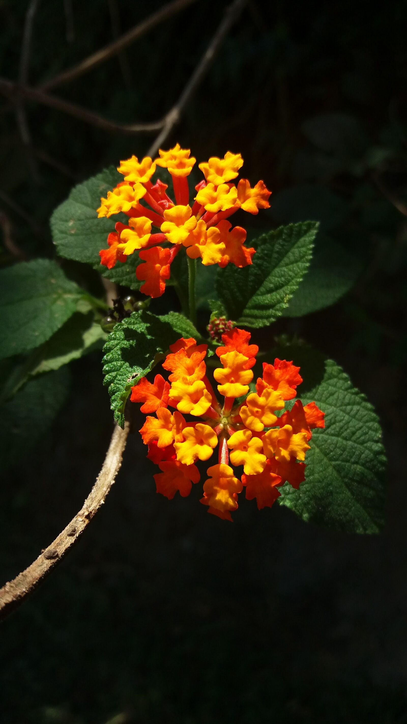 Samsung Galaxy J5 sample photo. Flower, flowers, nature photography
