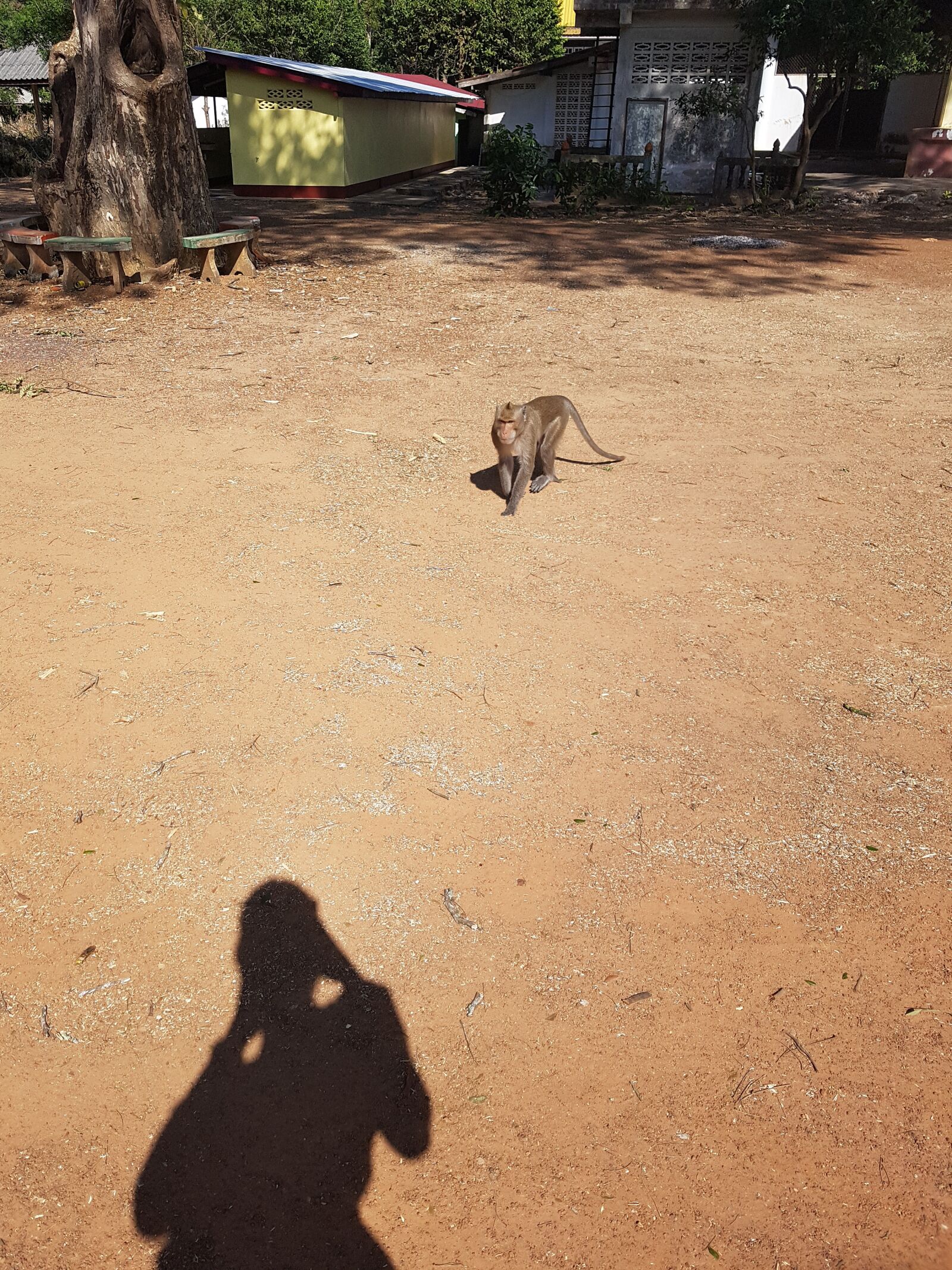Samsung SM-G930F sample photo. Monkey, animal, animal world photography