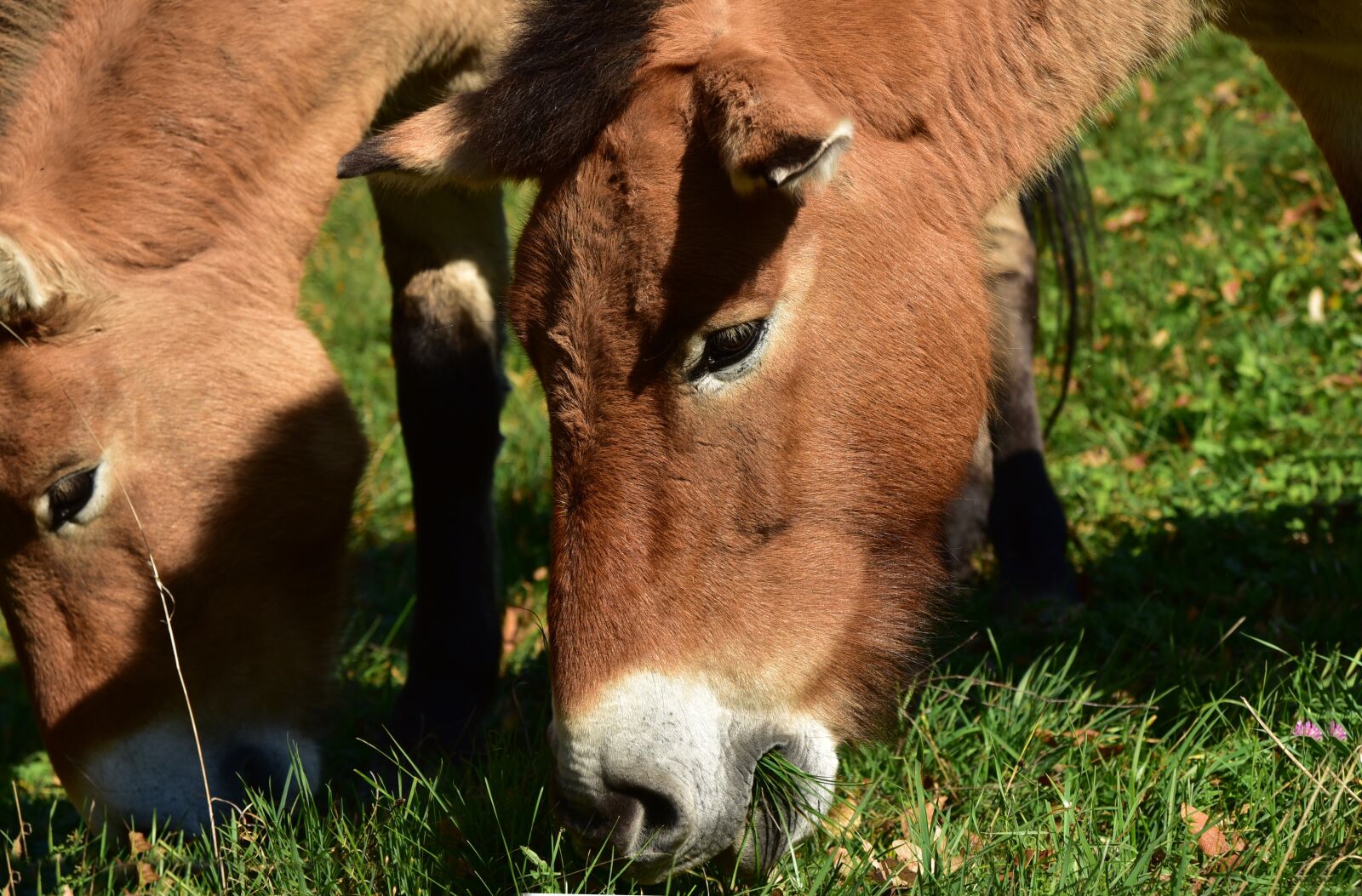 Nikon D750 sample photo. Horses, eat, graze photography