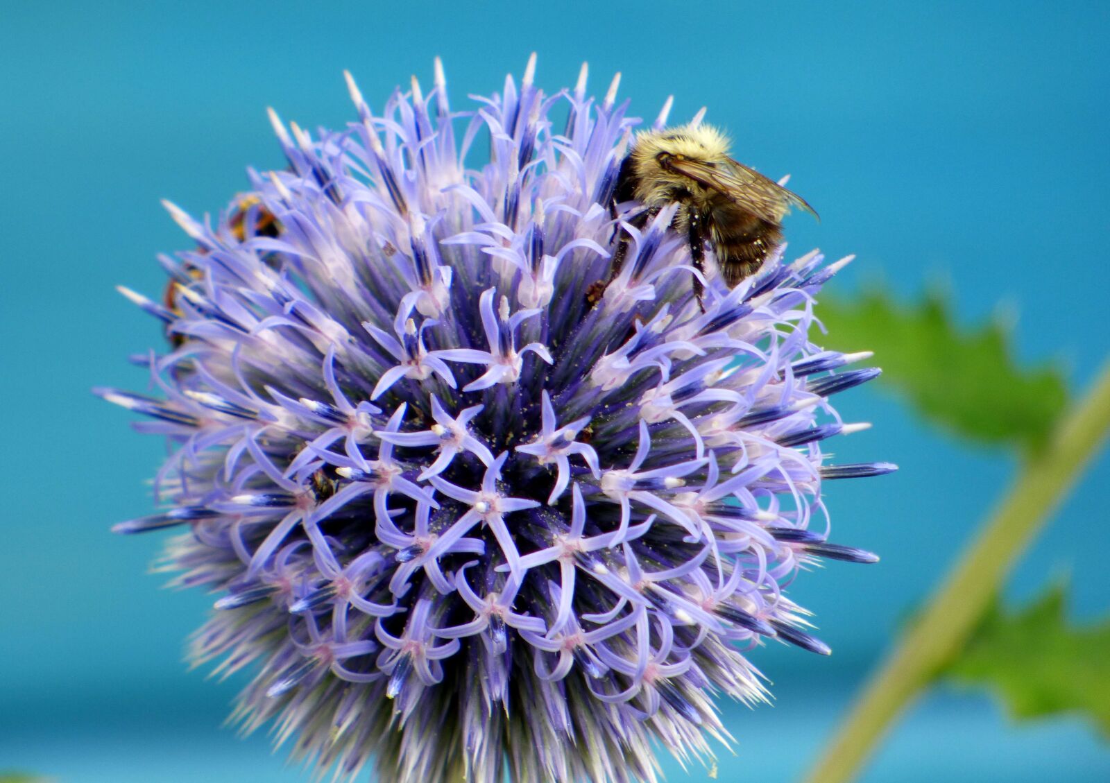 Panasonic DMC-FZ72 sample photo. Thistle, flower, bees photography