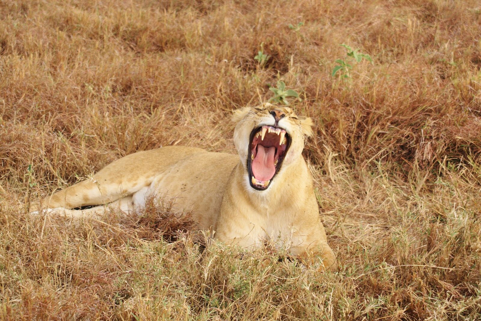 Canon EOS 400D (EOS Digital Rebel XTi / EOS Kiss Digital X) sample photo. Lion, yawn, animal photography