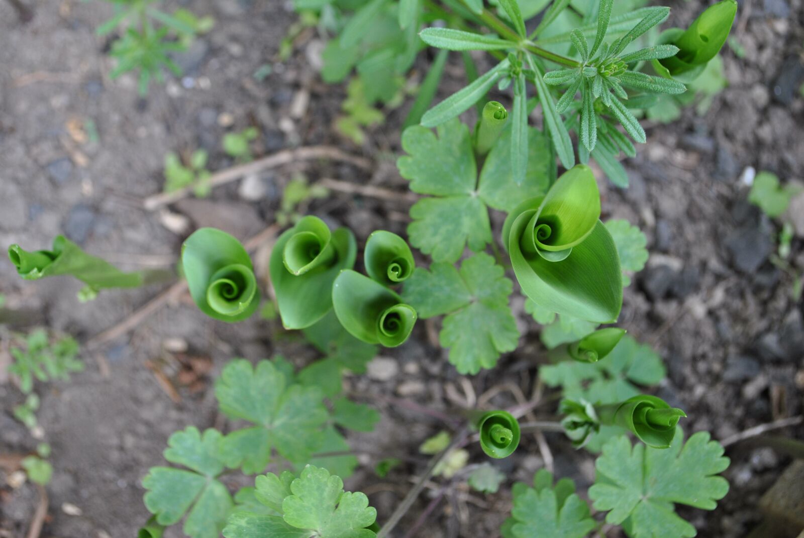 Nikon D3000 sample photo. Flower, plant, nature photography