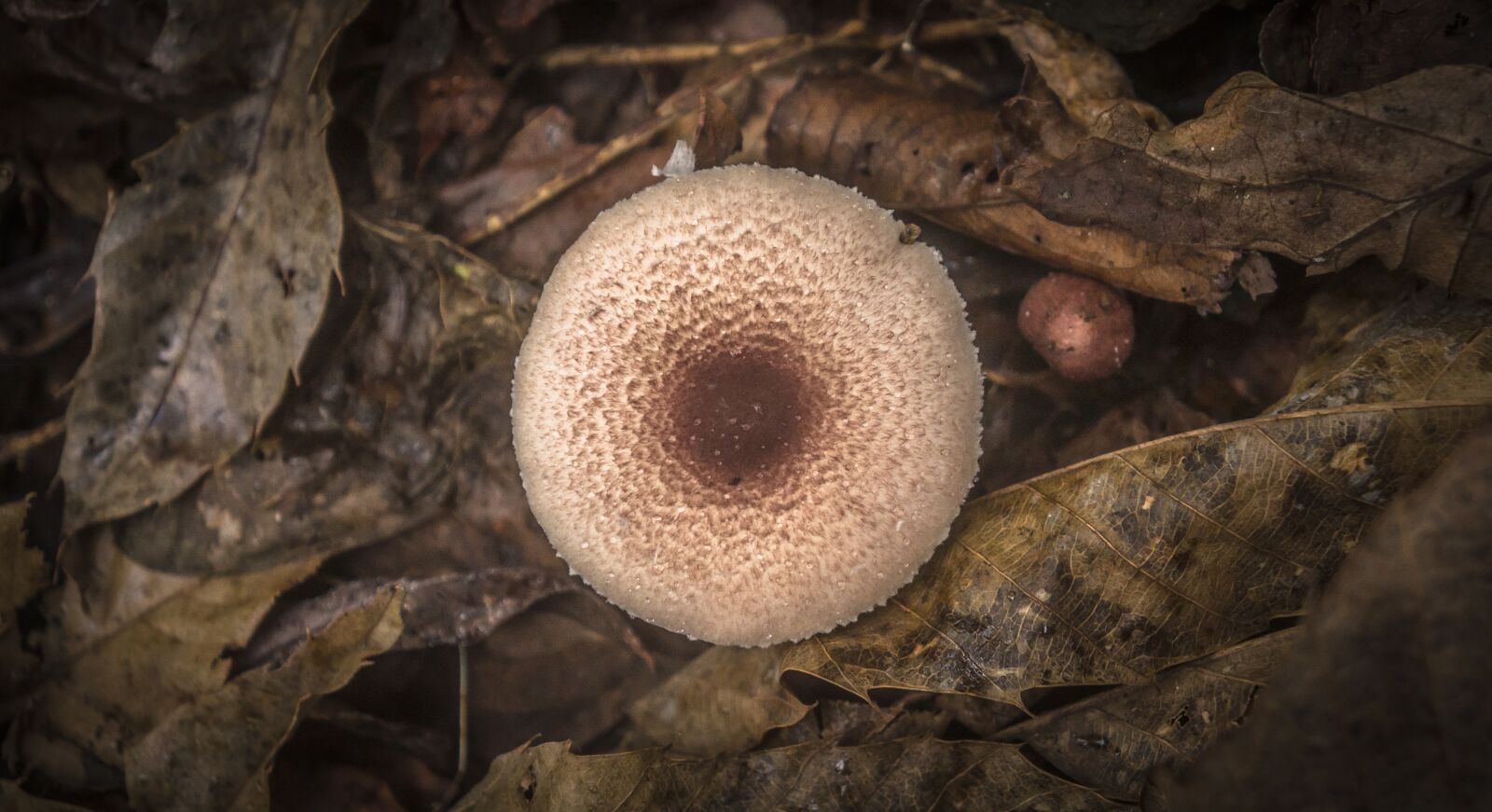 Sony Alpha NEX-5N sample photo. Mushroom, leaves, nature photography