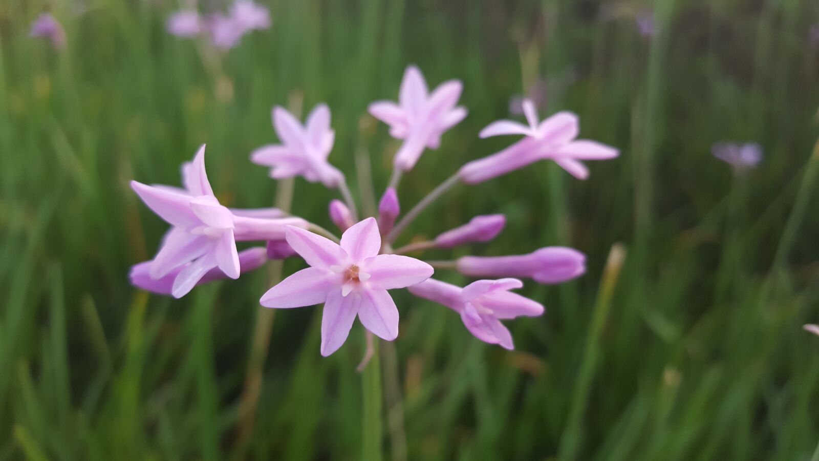 Samsung Galaxy S6 sample photo. Flower, grass, green, pink photography