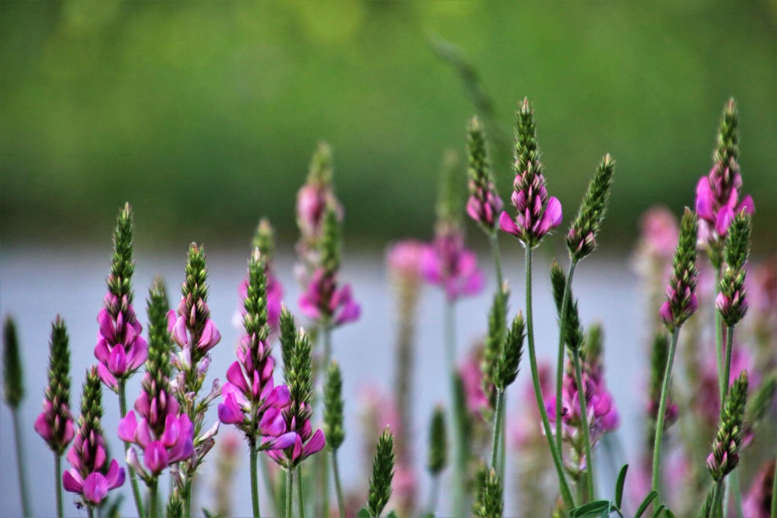 Canon EOS 80D sample photo. Spring, plant, seasons of photography