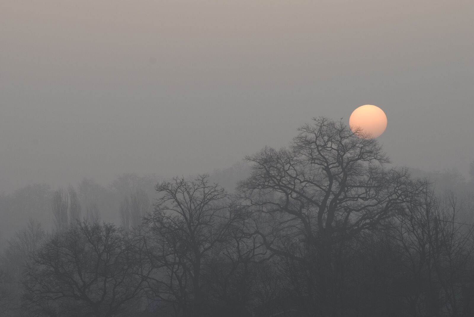 Nikon D200 sample photo. Winter, frost, hoarfrost photography