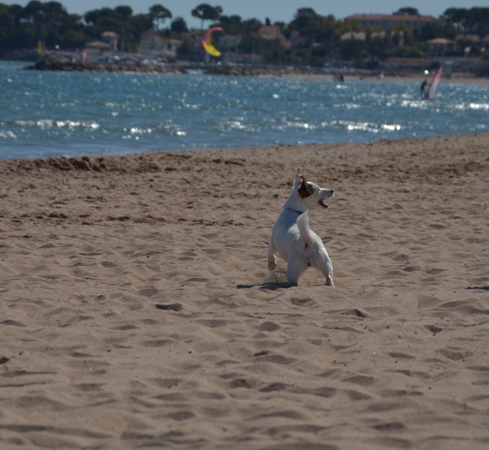 Nikon D5100 sample photo. Dog, dear, friend photography