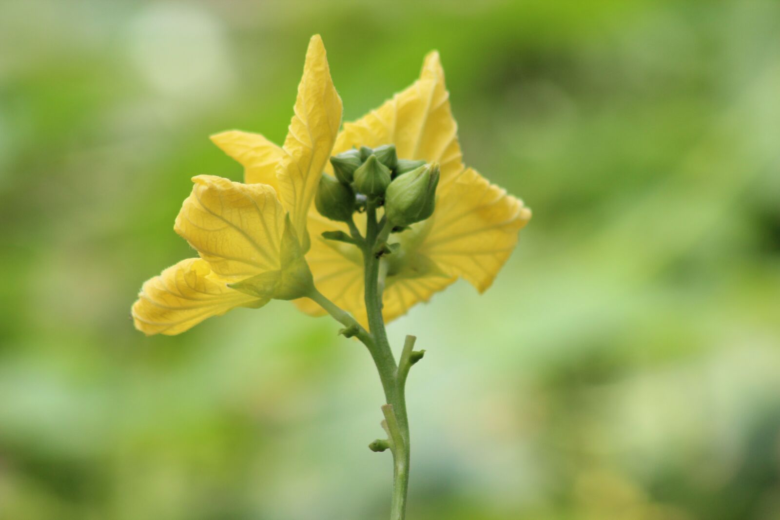 Canon EF75-300mm f/4-5.6 sample photo. Flower, wallpaper, nature photography