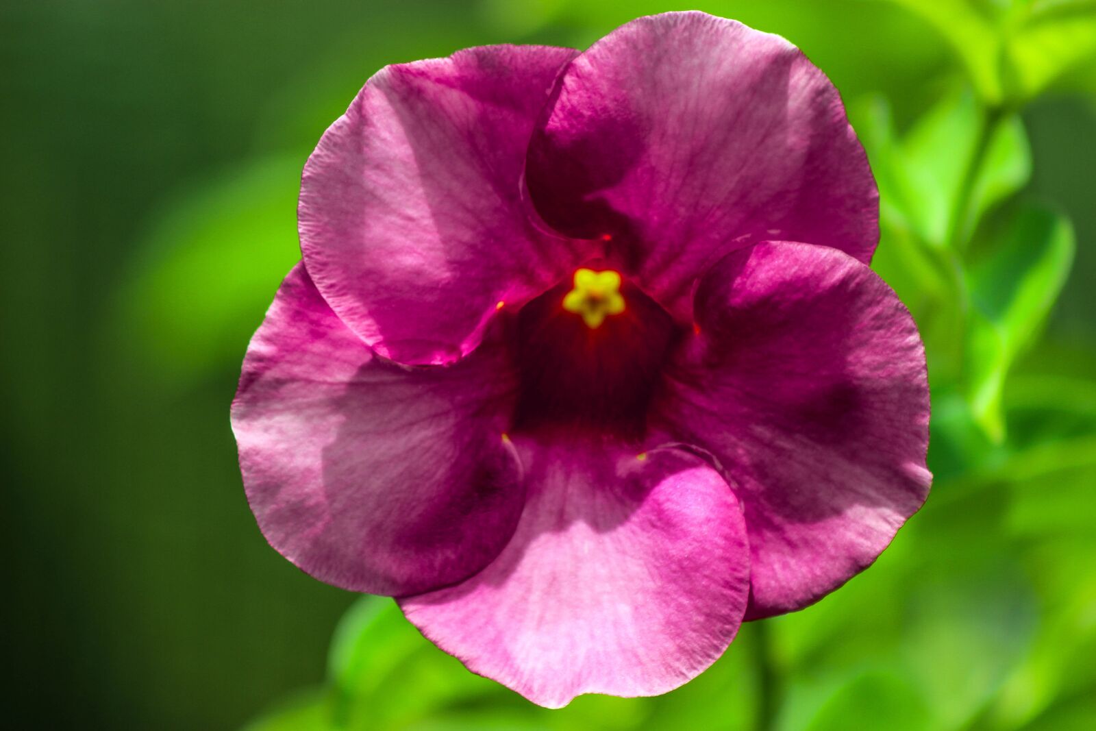 Canon EOS 600D (Rebel EOS T3i / EOS Kiss X5) sample photo. Flower, garden, nature photography