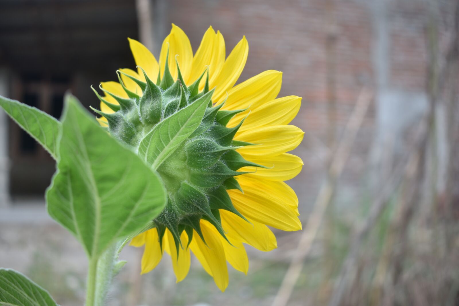 Nikon D3400 sample photo. Sunflower, blossom, yellow photography