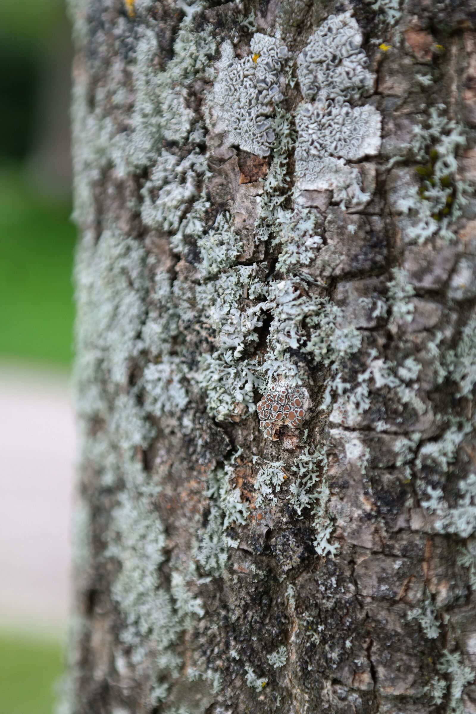 Samsung NX300 sample photo. Weave, physcia aipolia, physcia photography