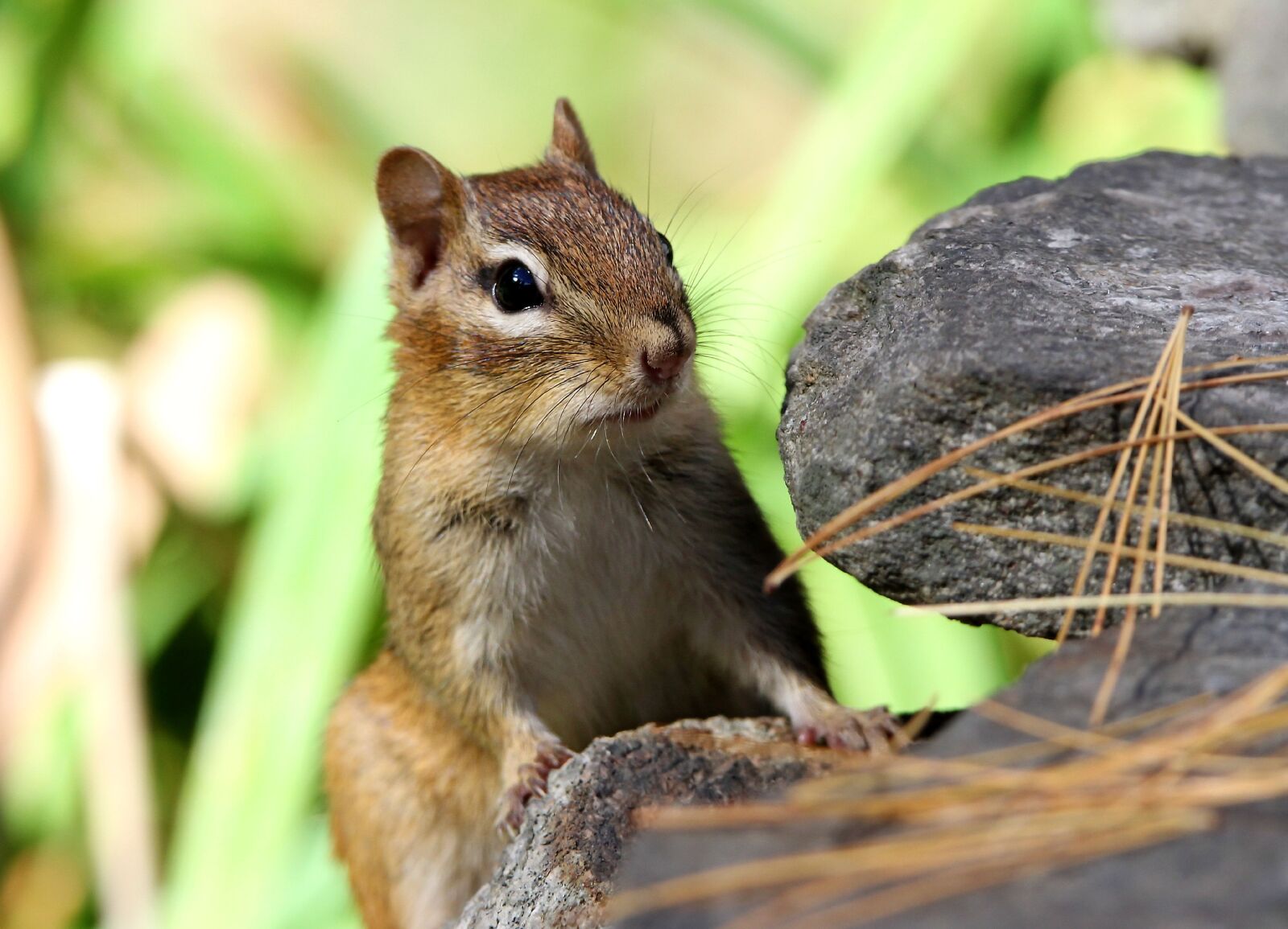 Canon EOS 7D sample photo. Chipmunk, rodent, animal photography