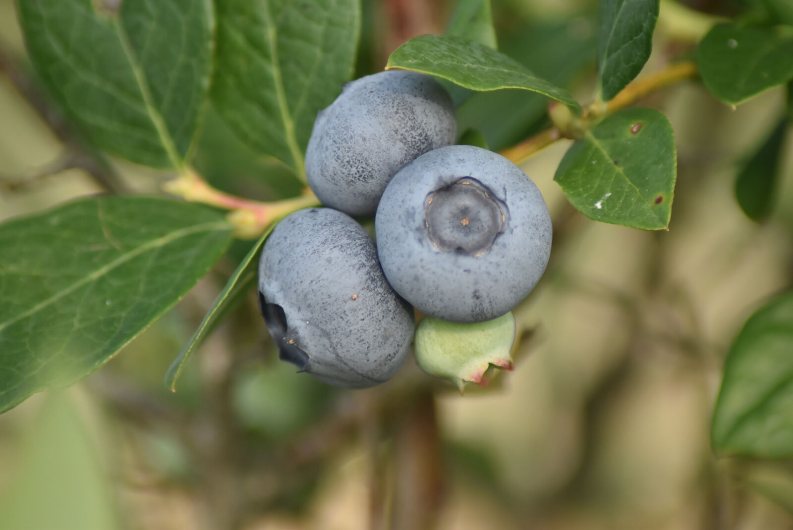 Nikon D5500 sample photo. Blueberry, food, grow, organic photography