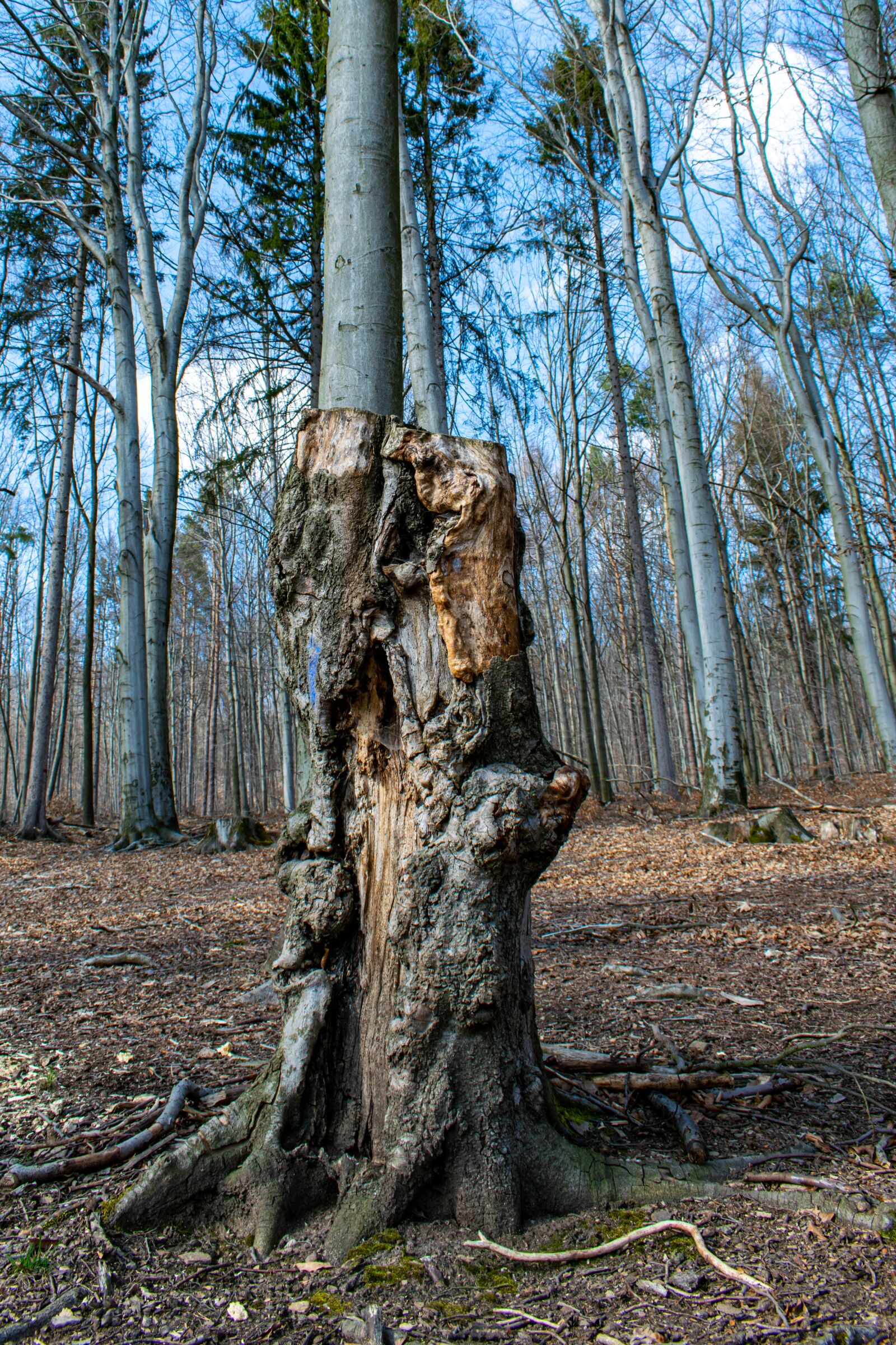 Nikon D5300 sample photo. Tree stump, dead, trist photography