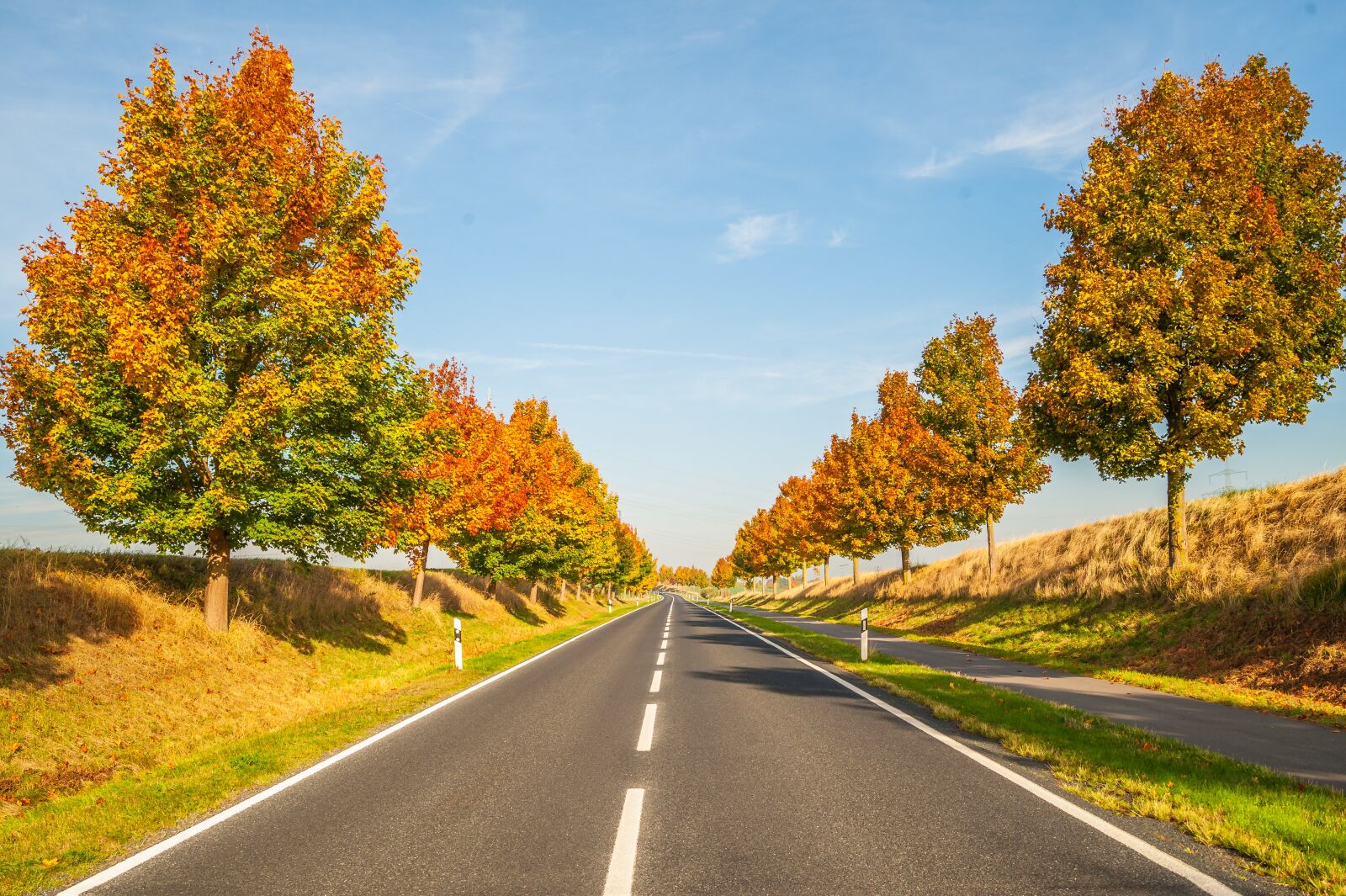 Nikon D700 sample photo. Autumn, trees, sky photography