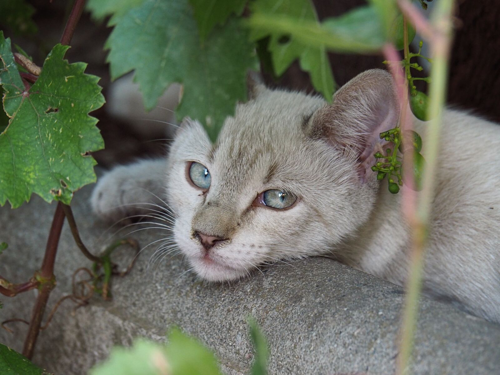 Olympus OM-D E-M10 II sample photo. Cat, feline, pet photography