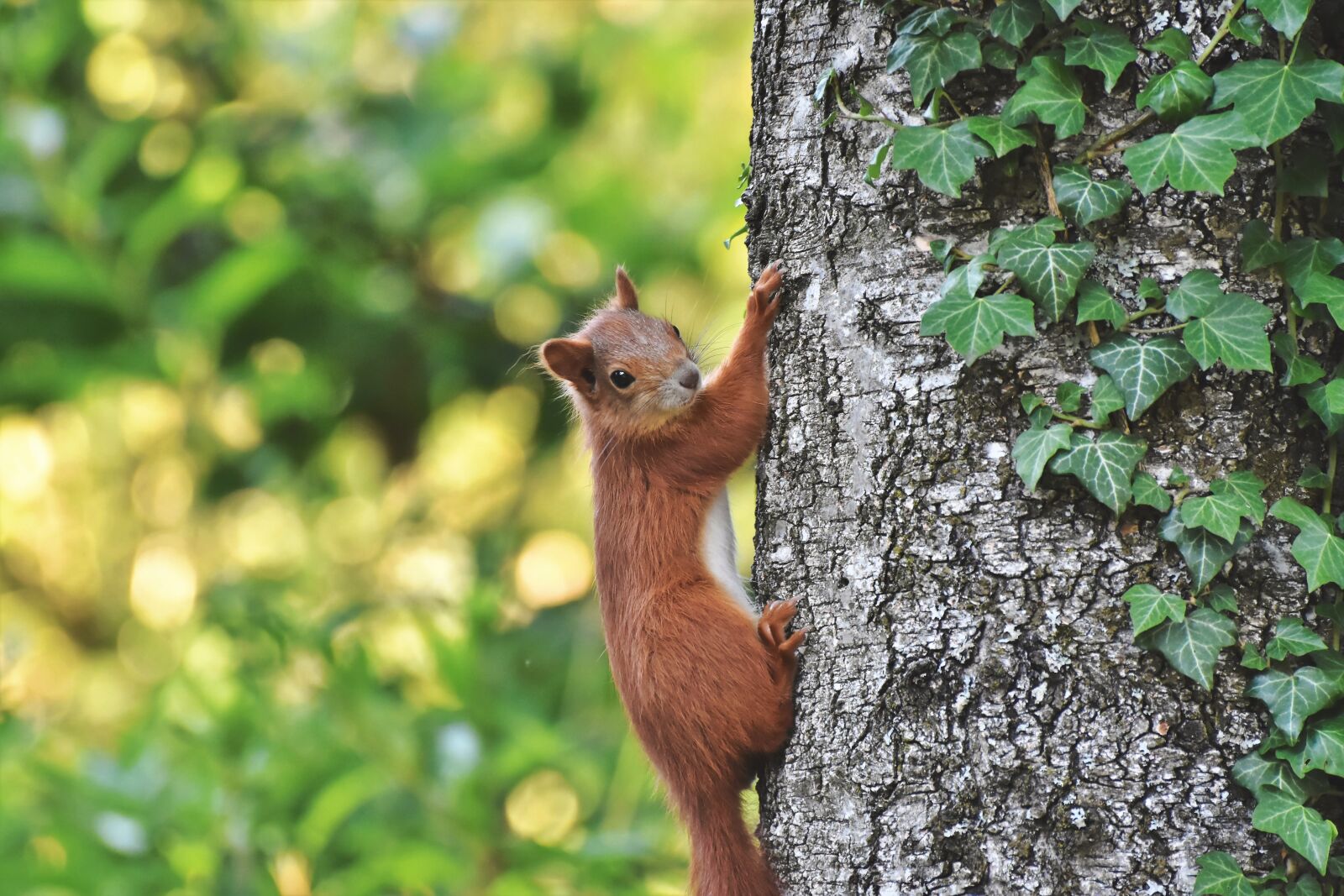 Nikon D7200 sample photo. Squirrel, verifiable kitten, rodent photography