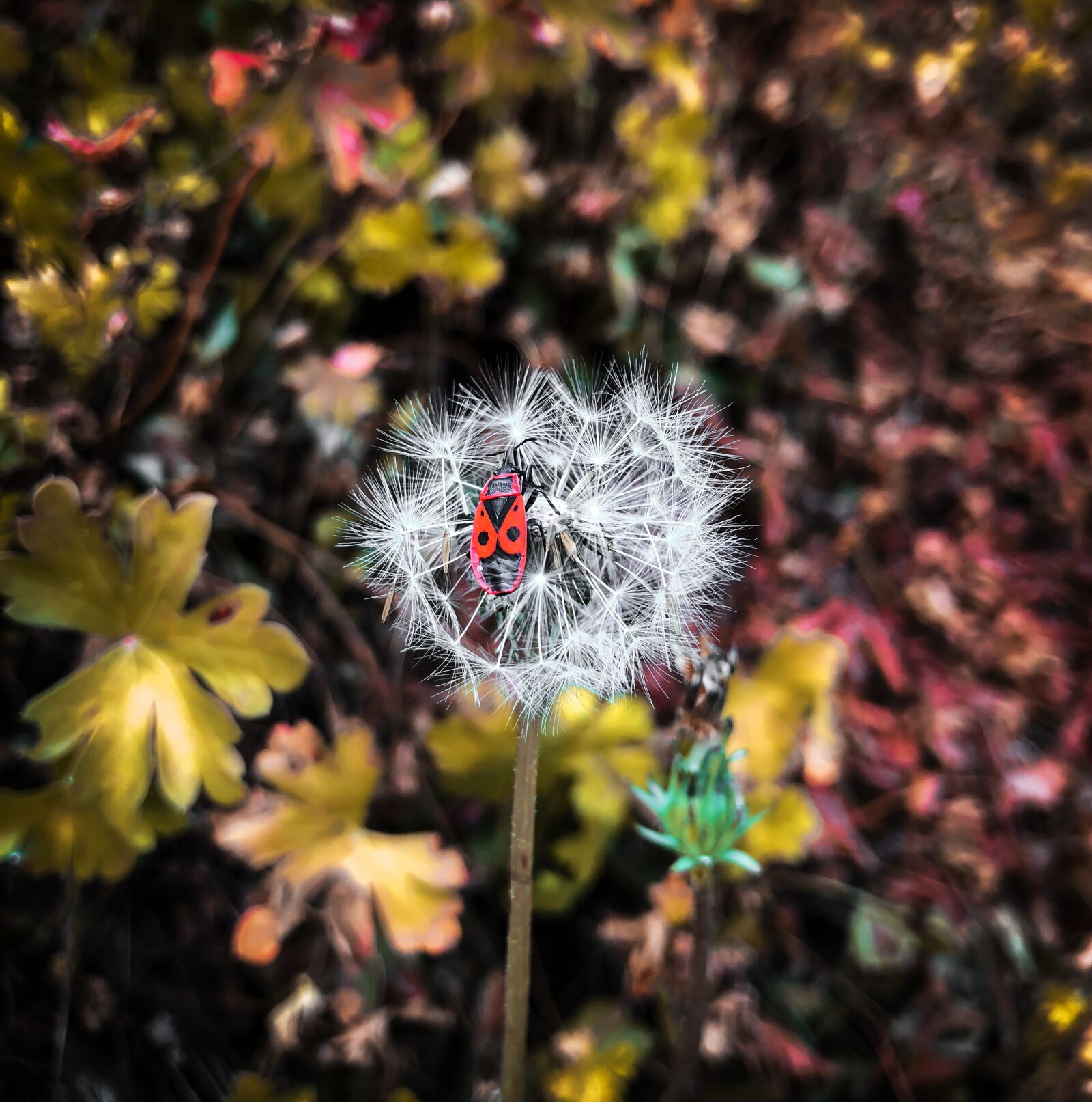 iPhone X back dual camera 4mm f/1.8 sample photo. Bug, ladybug, dandelion photography