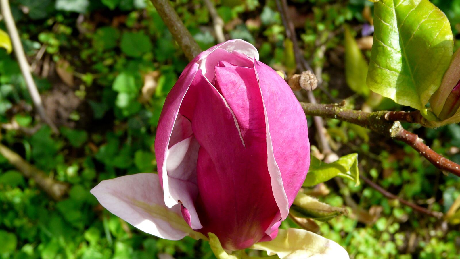 Panasonic DMC-FZ18 sample photo. Magnolia, blossom, bloom photography