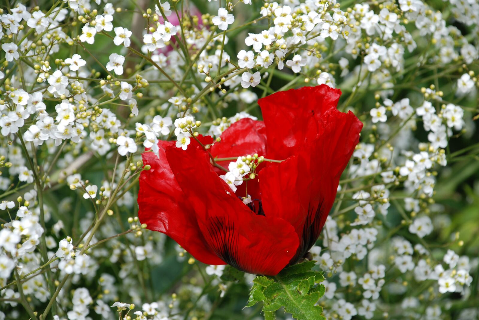 Nikon D80 sample photo. Flowers, red, white photography