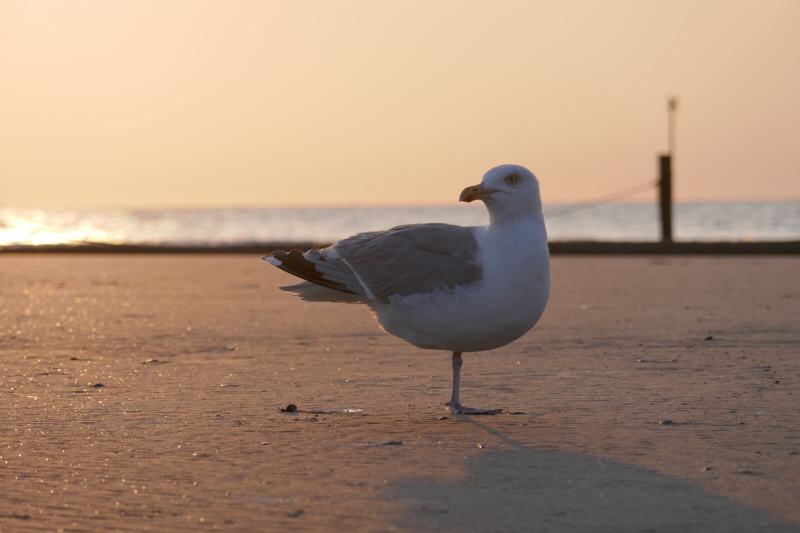 Panasonic DMC-TZ101 sample photo. Seagull, sea, seevogel photography