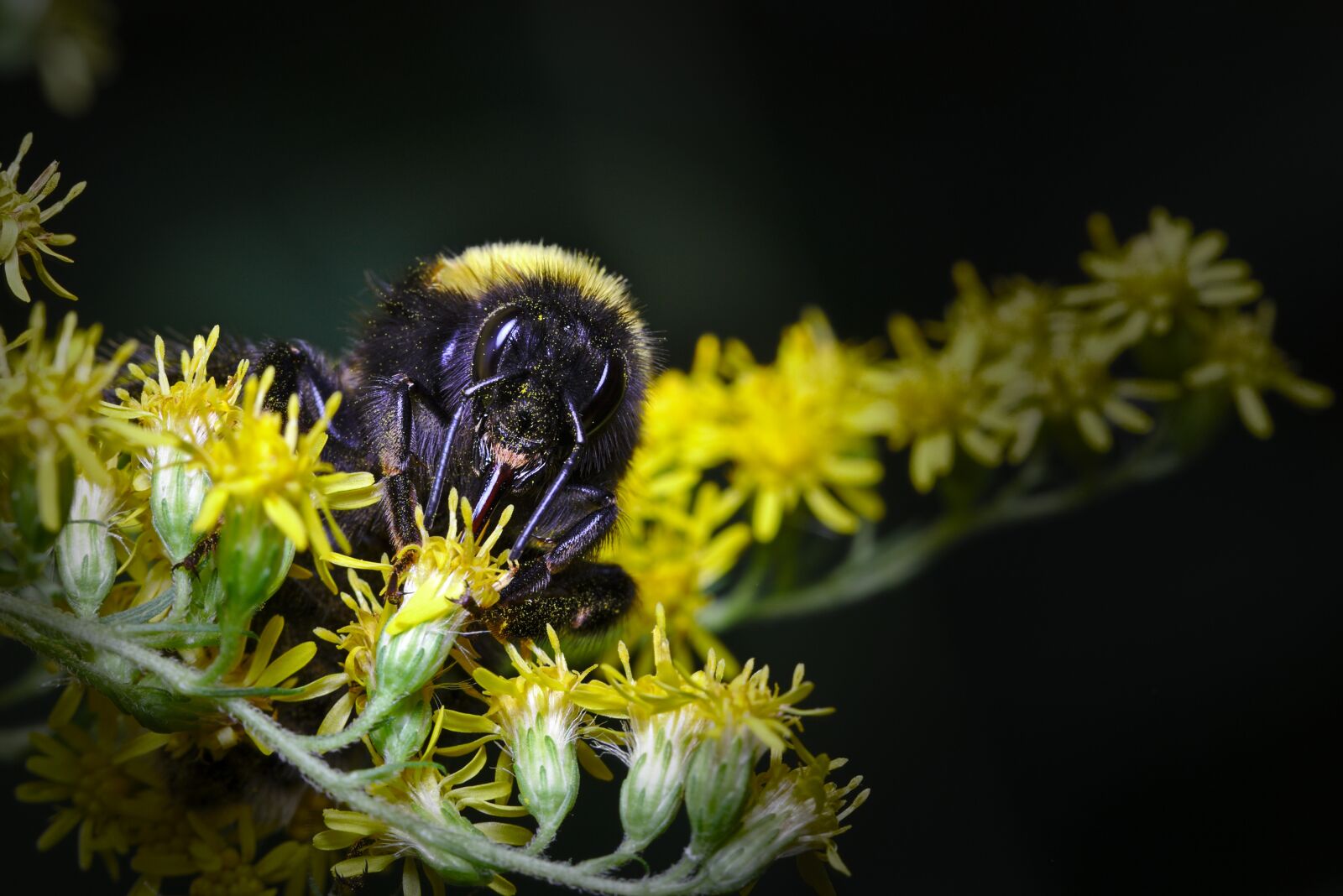Canon EF 100mm F2.8L Macro IS USM sample photo. Hummel, summer, insect photography