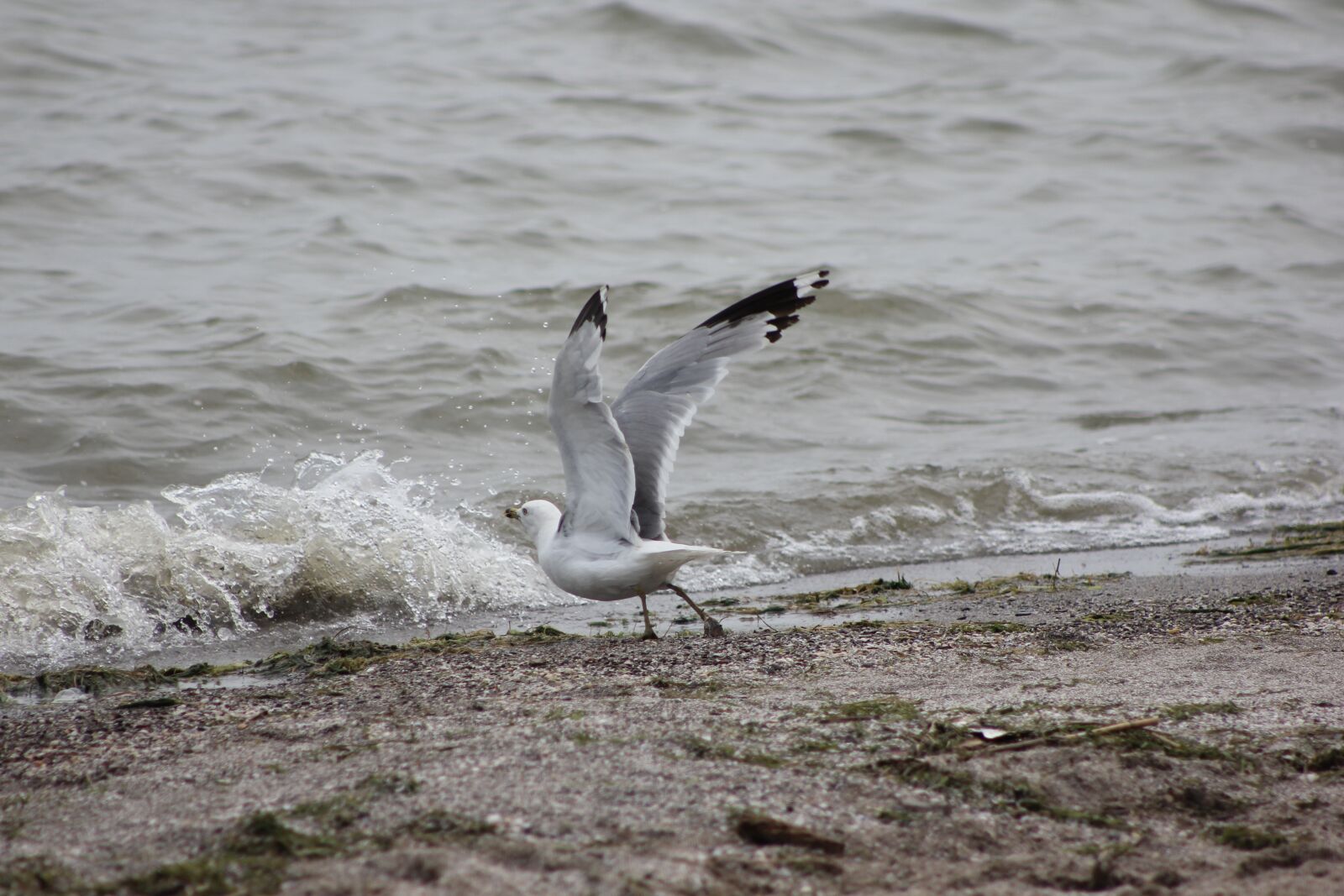 Canon EF 75-300mm f/4-5.6 sample photo. Seagull, lake, erie photography