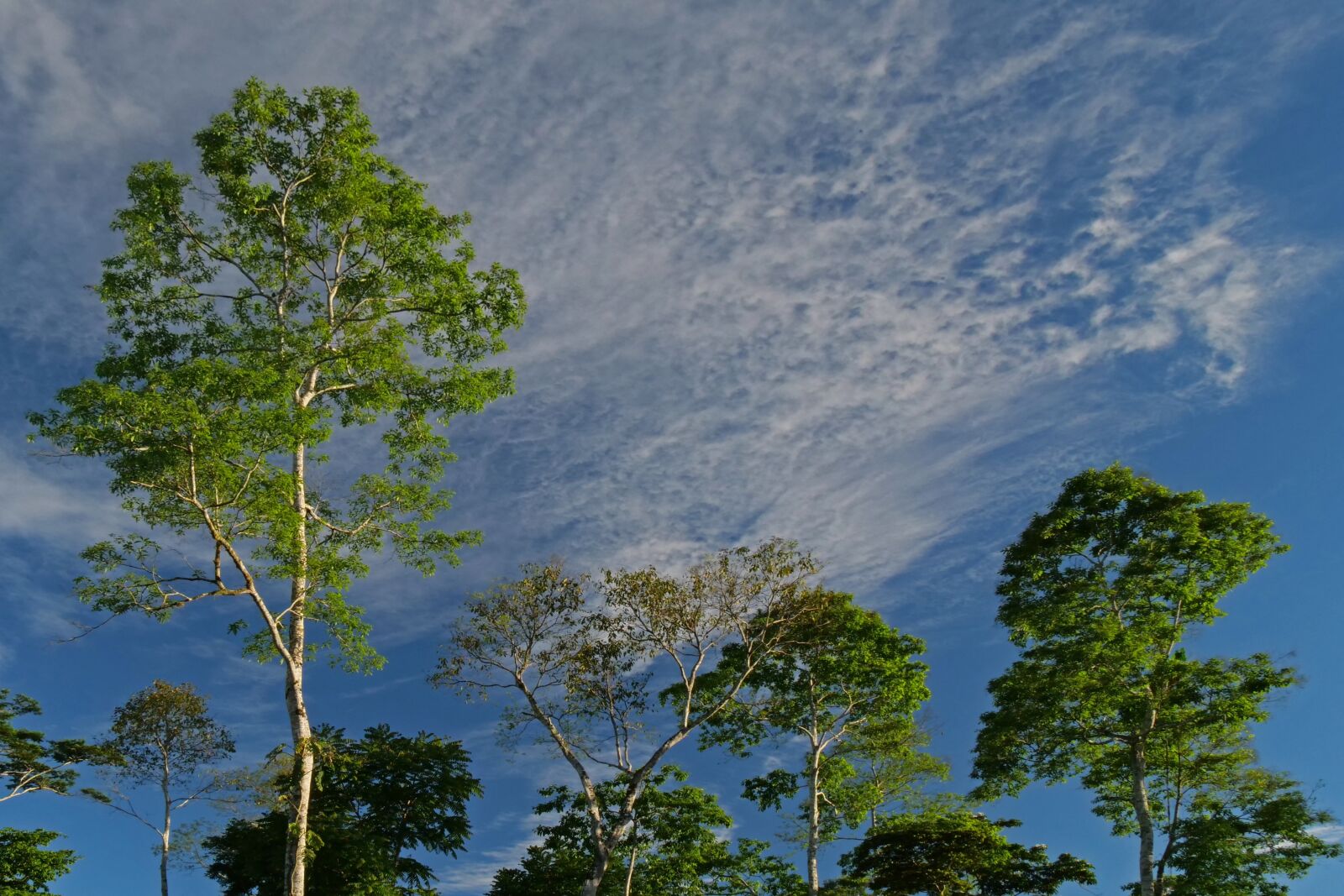Panasonic Lumix DC-G9 sample photo. Rainforest, trees, sky photography