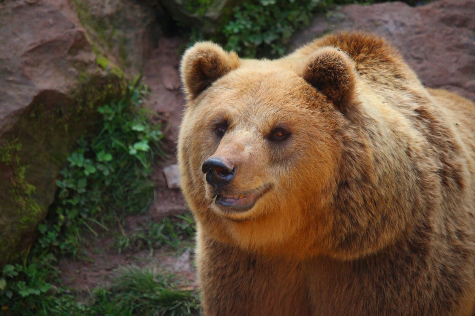 Canon EOS 700D (EOS Rebel T5i / EOS Kiss X7i) + Canon EF-S 55-250mm F4-5.6 IS STM sample photo. Brown bear, bear, nature photography