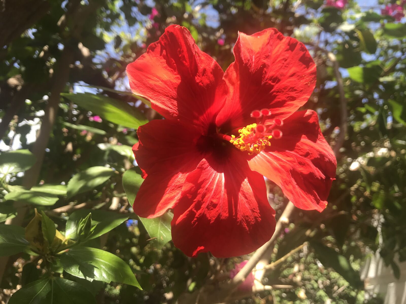 iPhone 7 back camera 3.99mm f/1.8 sample photo. Flower, red, plant photography