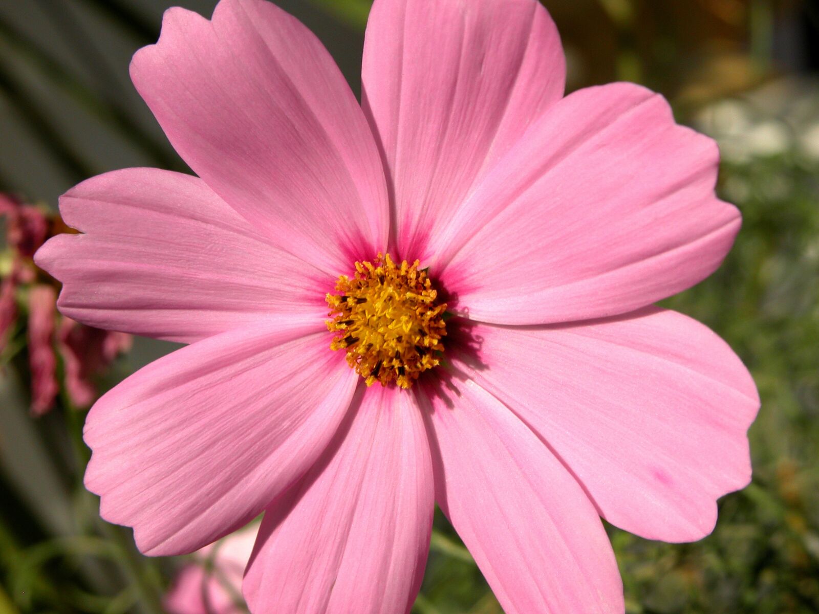 Nikon E5700 sample photo. Cosmos flower, flower, pink photography
