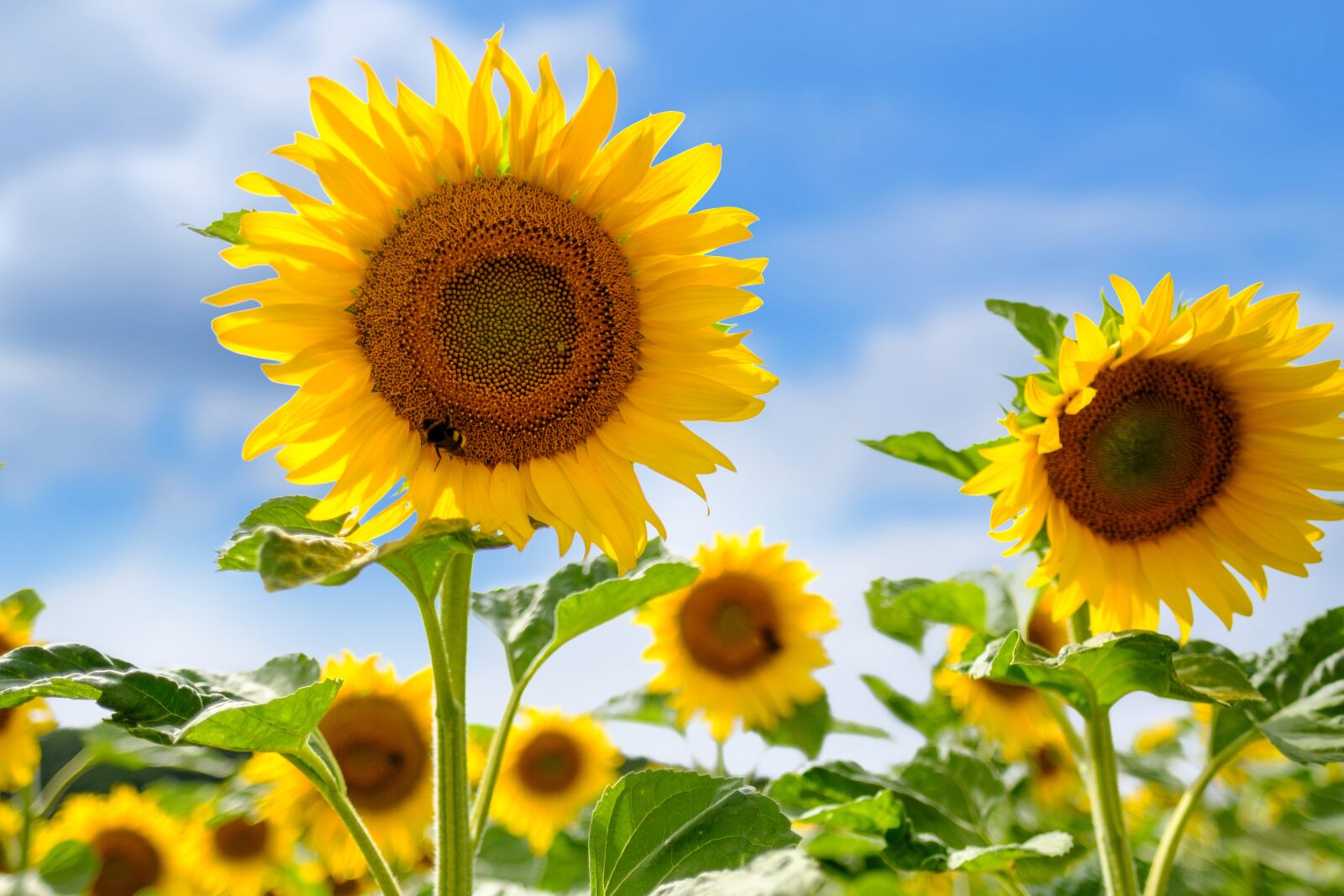 Fujifilm X-T2 + Fujifilm XF 16mm F1.4 R WR sample photo. Sunflower, flowers, summer photography