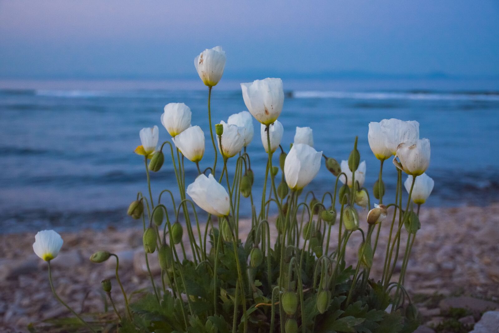 Nikon D7100 sample photo. Poppy, bloom, white photography
