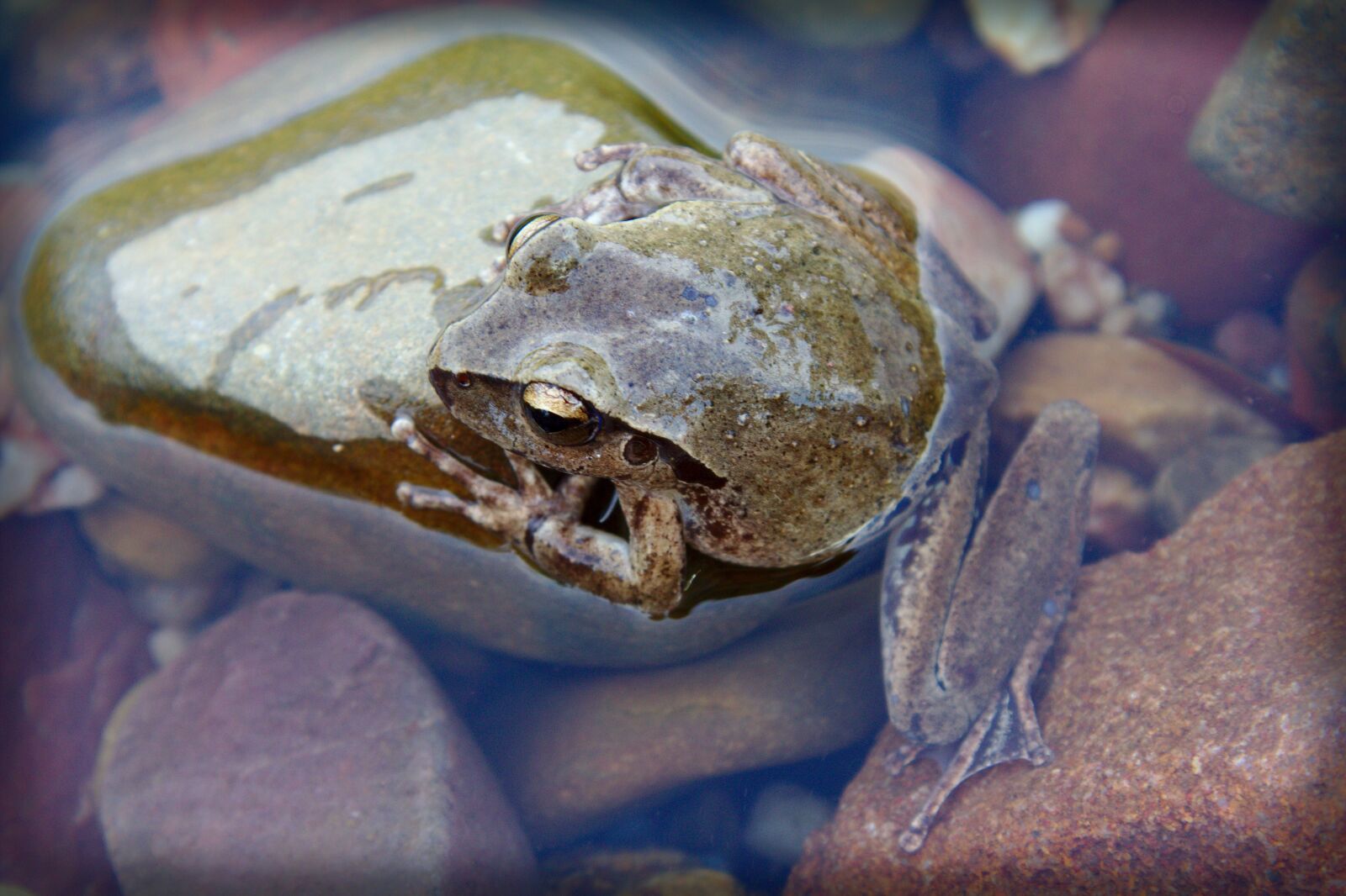 Canon EOS 60D + Canon EF 28-300mm F3.5-5.6L IS USM sample photo. Nature, frog, river photography