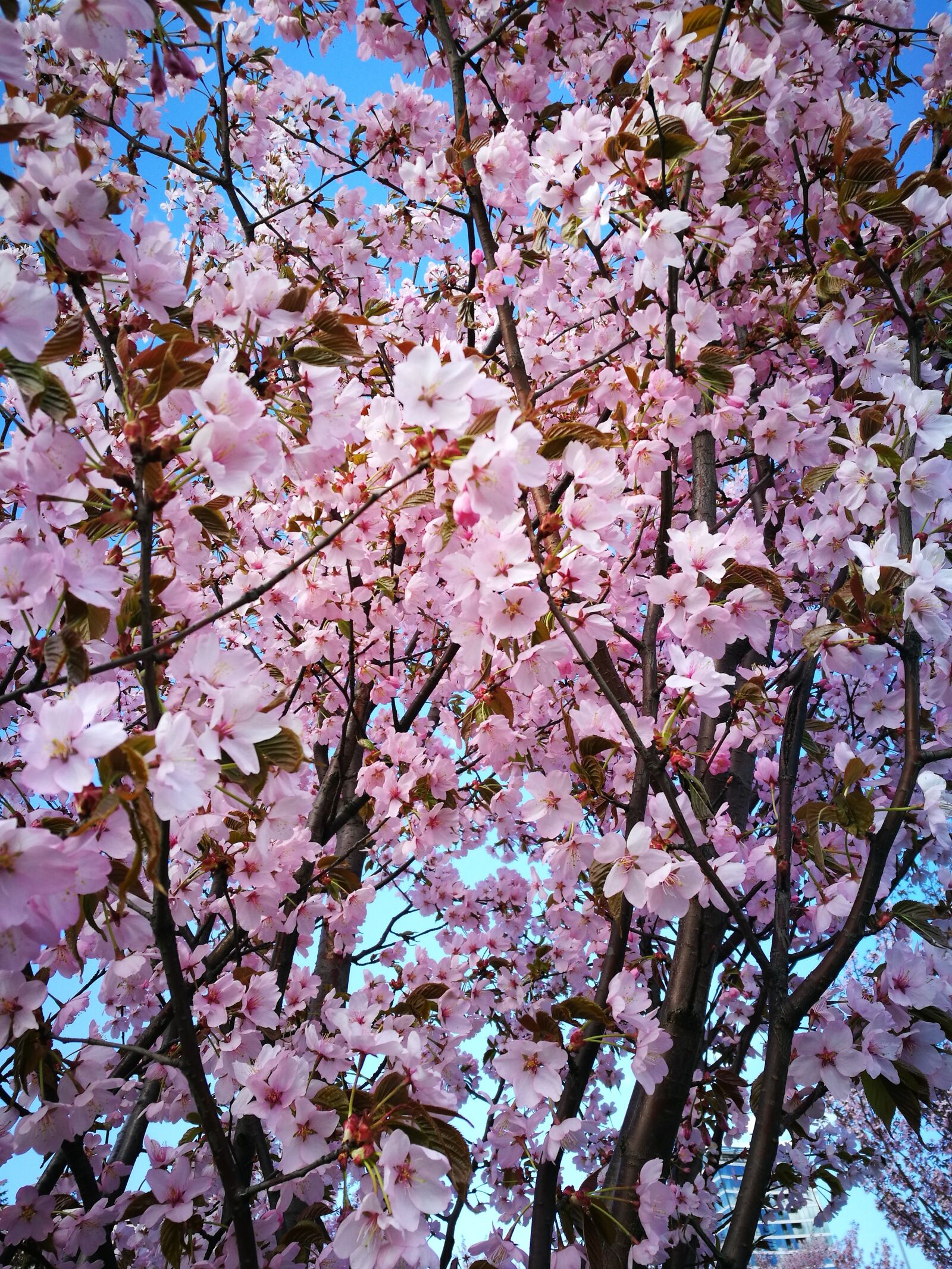 HUAWEI P9 sample photo. Sakura, pink, flowers photography