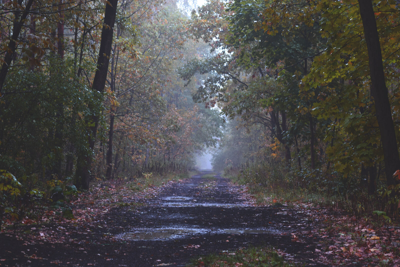 Nikon D3300 sample photo. Black, roadway, in, between photography