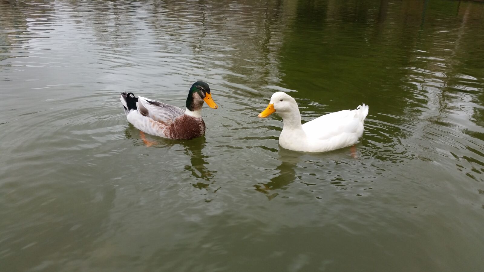 Samsung Galaxy S5 sample photo. Duck, istanbul, bird photography