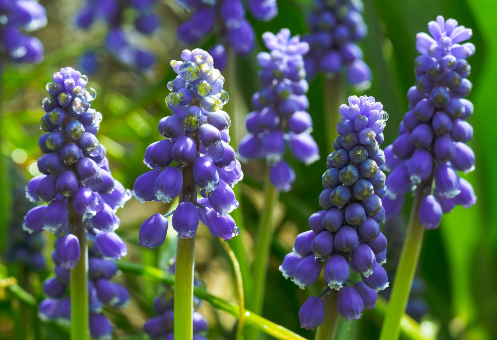 Canon EOS 700D (EOS Rebel T5i / EOS Kiss X7i) + Canon EF 100mm F2.8L Macro IS USM sample photo. Grape hyacinths, flowers, spring photography