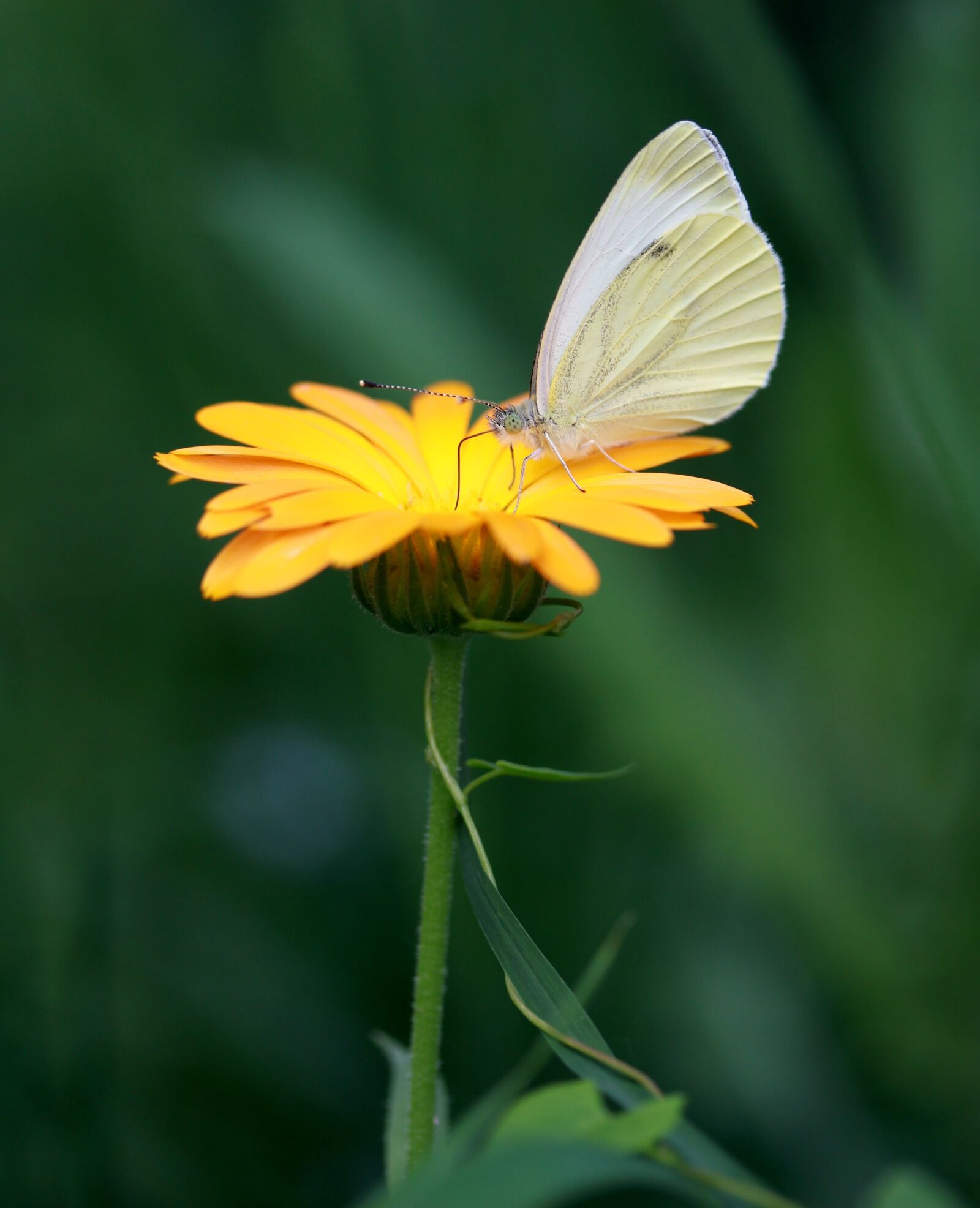 Canon EF-S 60mm F2.8 Macro USM sample photo. Butterfly, flower, yellow photography