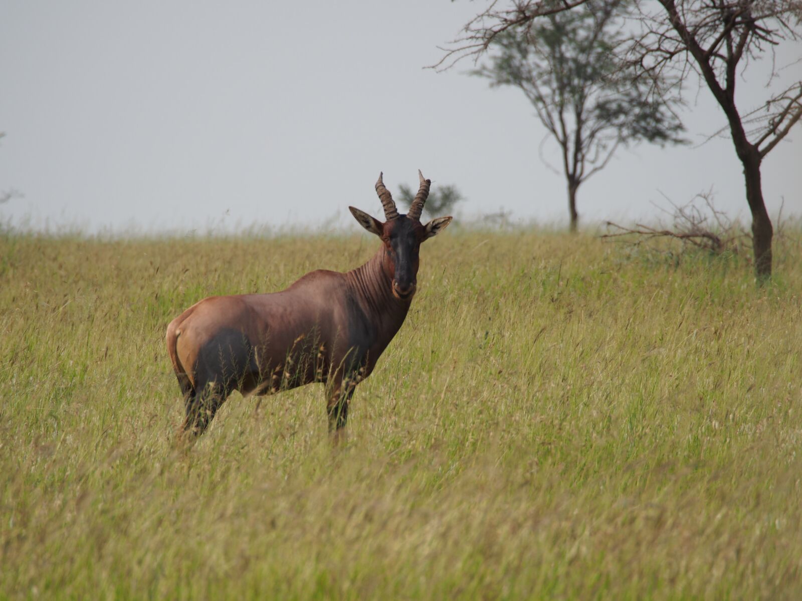 Olympus OM-D E-M5 sample photo. Animal, africa, savannah photography