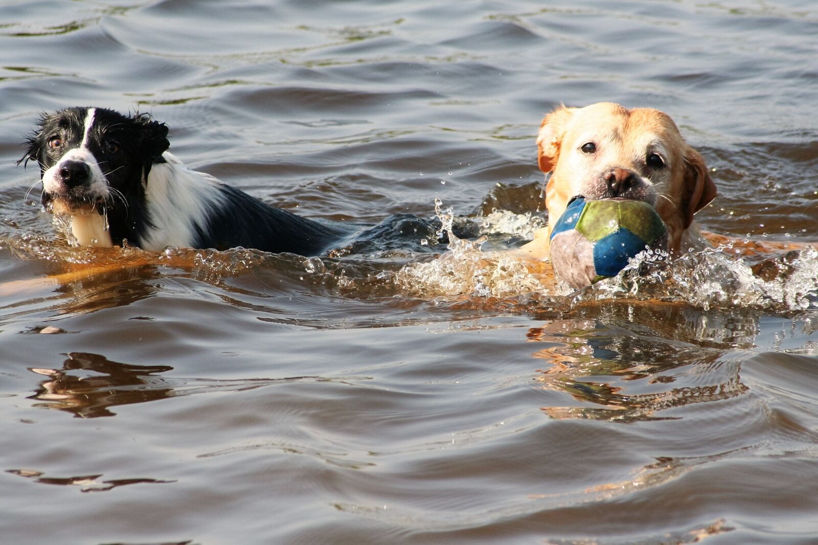 Canon EOS 350D (EOS Digital Rebel XT / EOS Kiss Digital N) sample photo. Dogs, swimming, animal photography