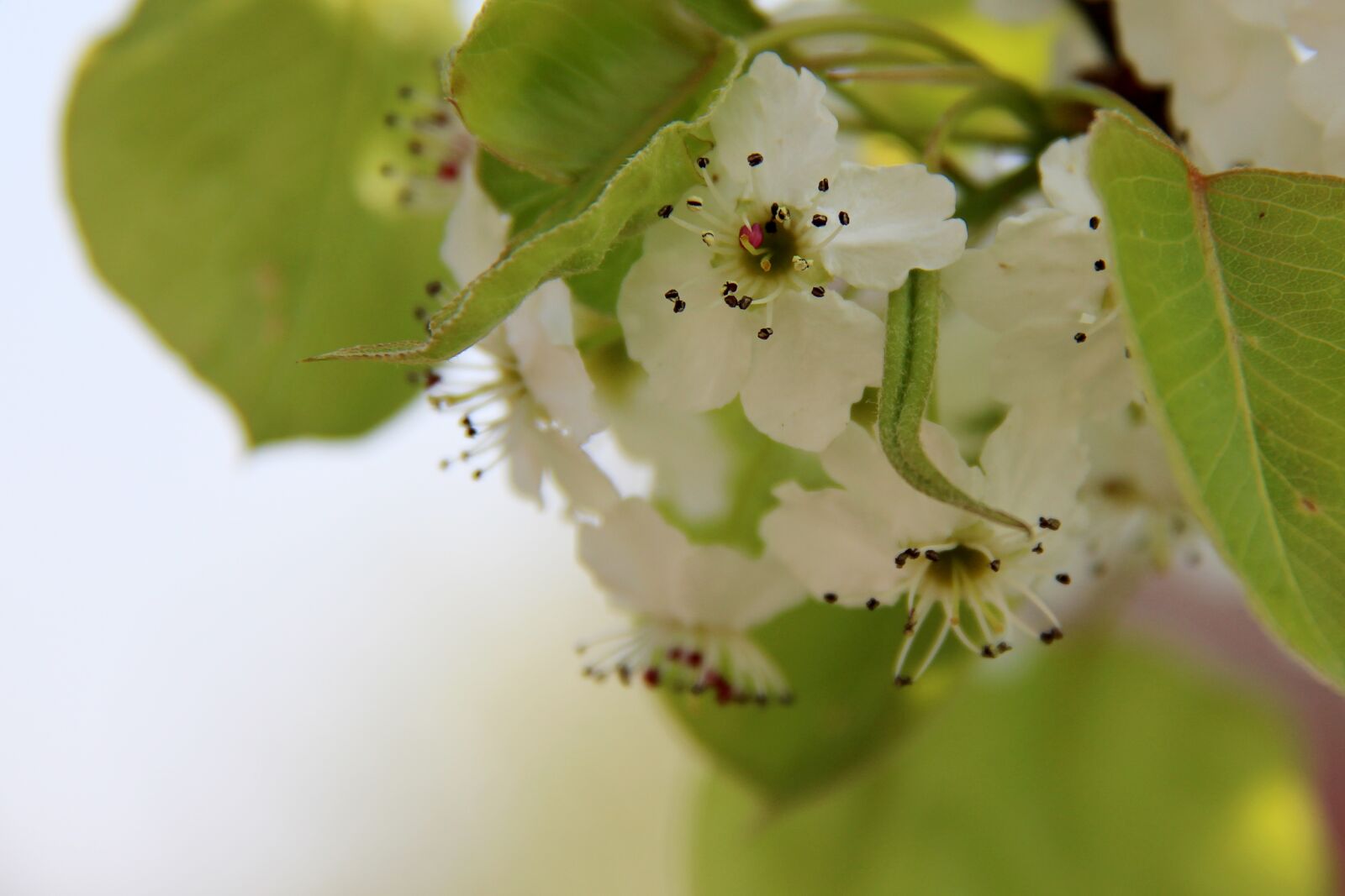 Canon EF-S 18-200mm F3.5-5.6 IS sample photo. Flower, blossom, bloom photography