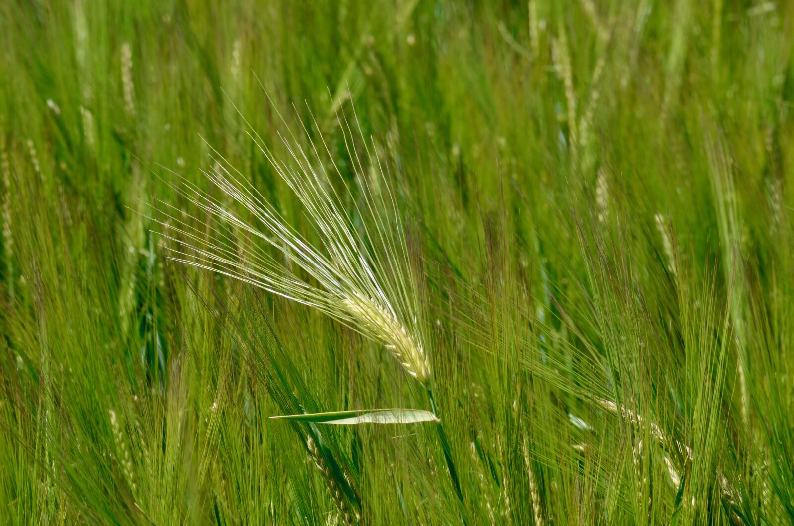 Nikon D5100 sample photo. Cereals, barley, spike photography