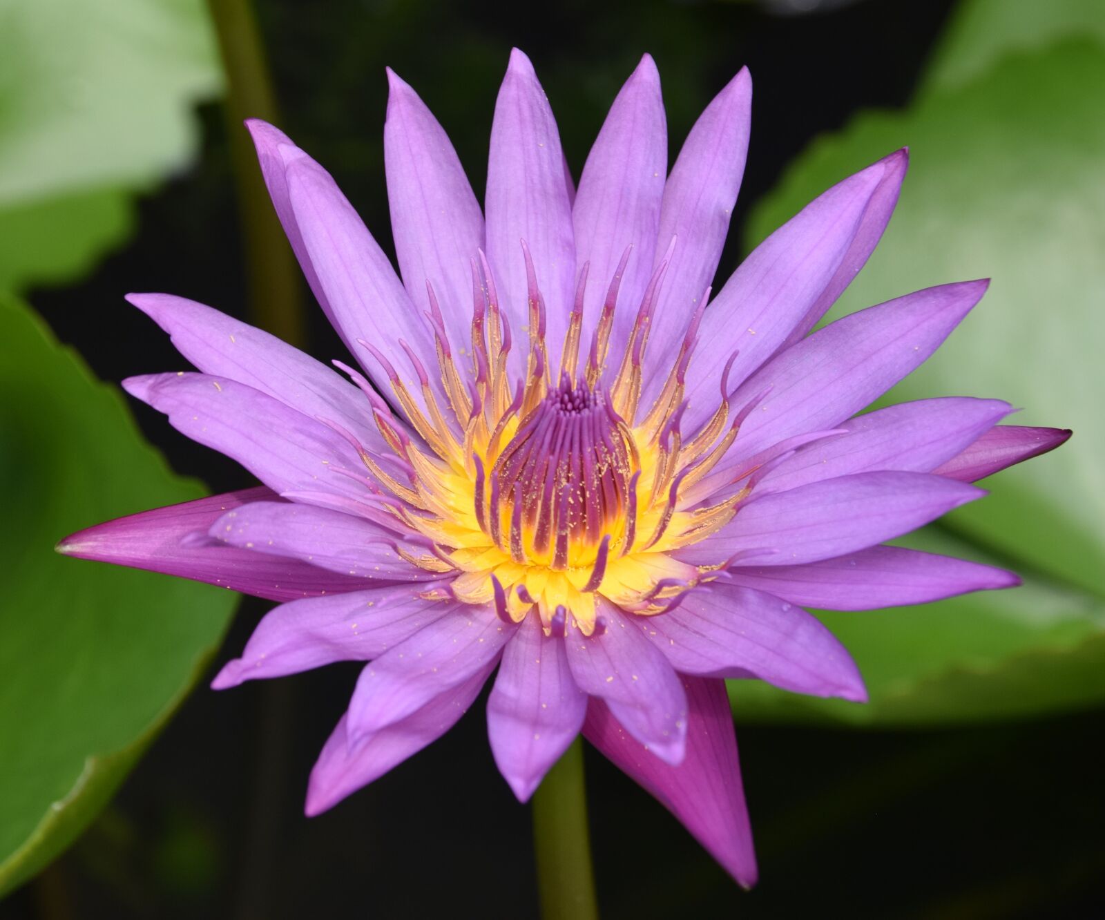 Nikon D3300 sample photo. Water lily, flower, plant photography