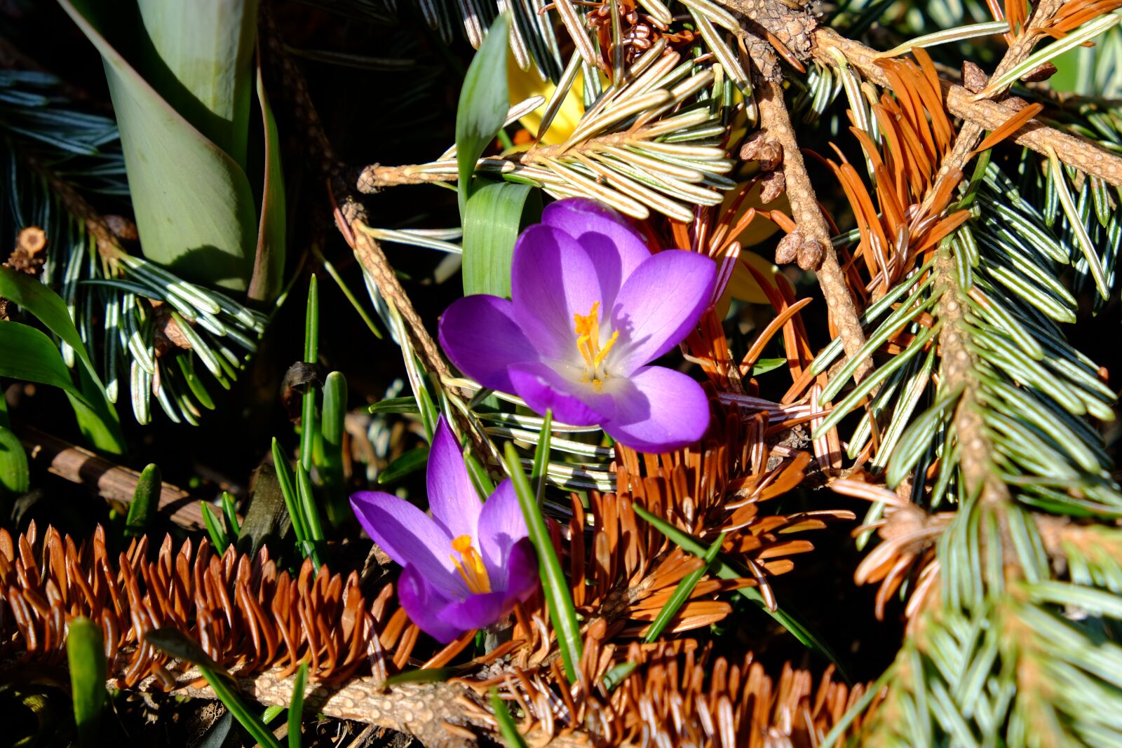 Fujifilm X-T10 sample photo. Spring, crocus, flower photography