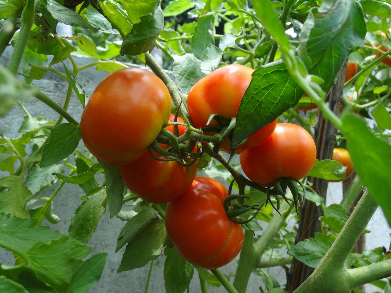 Sony Cyber-shot DSC-HX20V sample photo. Tomato, tomato plant, ripe photography